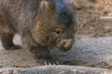 Sırtlan yavrusuna yaklaş. 
