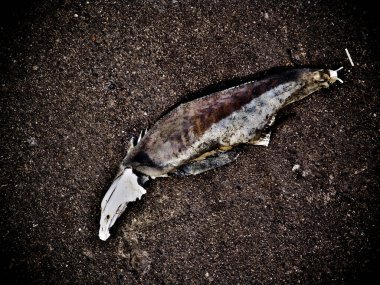 Kumsalda yatan ölü balıklar.