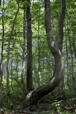 Ormanın arka planında yeşil yapraklı bir ağaç gövdesinin dikey görüntüsü.