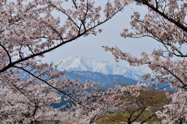 Japonya 'da kiraz çiçeği zamanı