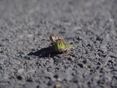Beton zemindeki çekirgeye yaklaş.