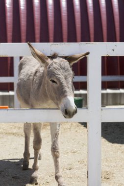 Ahşap çitlerin arkasında duran eşek.