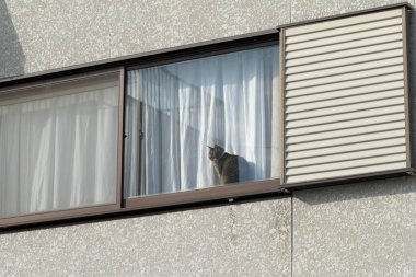 Kedi evin pencere eşiğinde oturuyor..