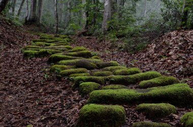 Ormandaki kayalıklardaki yosunlara yakın çekim   