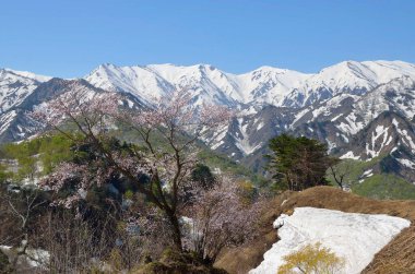 Japonya 'da bahar mevsimi
