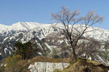 Kar ve ağaçla kaplı kış manzarası