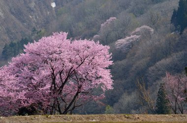 Japonya 'daki dağ tepesinde güzel kiraz çiçekleri.