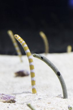 Akvaryumdaki güzel deniz yaşamının yakın plan görüntüsü.         