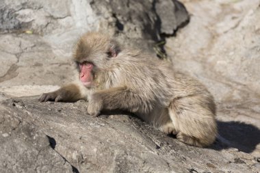 Hayvanat bahçesindeki bir kayanın üzerinde oturan şirin maymun portresi.