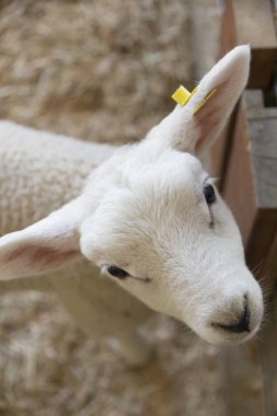 Çiftlikteki sevimli beyaz keçi hayvanı