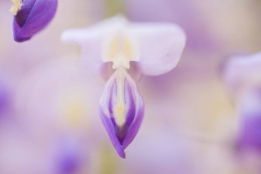 Ormanda güzel bahar çiçekleri