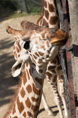 Zürafalar dışarıda güneşin altında çitin yanında duruyorlar.