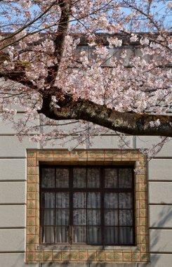 Baharda kiraz çiçeği ağacı