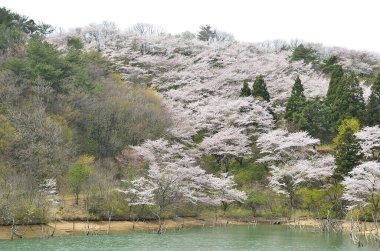 Japonya 'da göl kenarında güzel kiraz çiçekleri