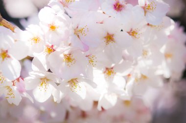 inanılmaz renkli çiçekler, yaz konsepti