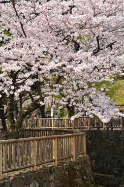 Japon şehrinde kiraz çiçekleri