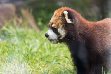 kırmızı panda (ailurus fulgens) yakın çekim görüntüsü