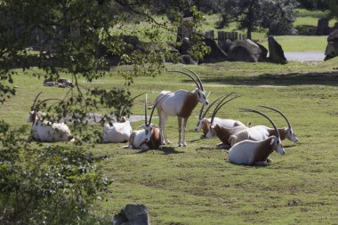 Çimenlerin üzerinde dinlenen antilop sürüsü