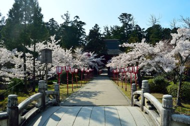 Parkta kiraz ağaçları güzel çiçek açıyor.