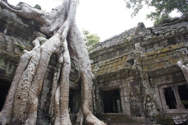 Ta Prohm 'da yetişen büyük bir ağaç. Angkor, Kamboçya' da bulunan antik bir tapınak. Mimari harabeler ve çevre ormanlarla ilgili eşsiz karışımıyla tanınıyor.