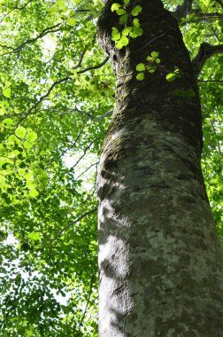 Ağaç dallarında taze yeşil yapraklar, düşük açı 
