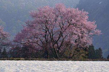 Arkaplanda pembe kiraz ağaçları, karla kaplı dağlar..