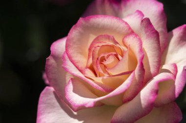 Bahçede güzel bir gül