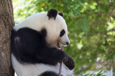 Hayvanat bahçesindeki şirin panda. 
