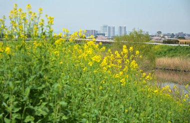 Nehrin yakınındaki tarlada güzel sarı olgun çiçekler