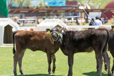 Bir yaz günü çiftlikte inekler 