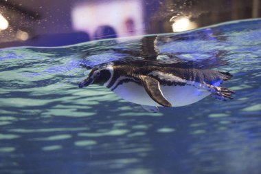 Suda yüzen güzel penguen manzarası              
