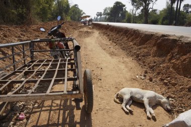Terk edilmiş araba, ölü köpeğin yanında.