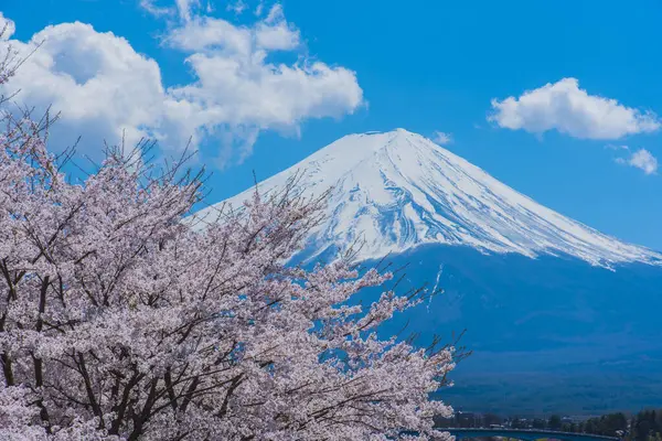 Japonya 'daki görkemli Fuji Dağı ve kiraz çiçeklerinin güzel manzarası