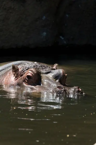 水の中の野生のカバ — ストック写真