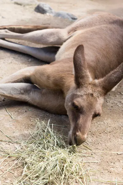Vue Kangourou Dans Zoo — Photo