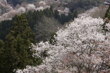 Japonya 'nın kiraz çiçekleri manzarası.