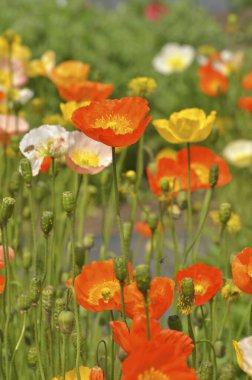 Bahçedeki güzel çiçekler