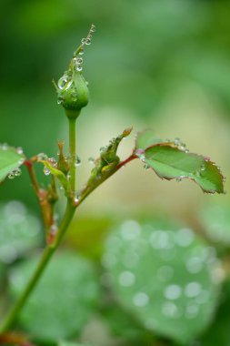 yeşil yapraklar, bitkiler ve yapraklar