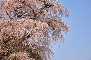 Baharda bahçede çiçek açan güzel ağaçlar. 