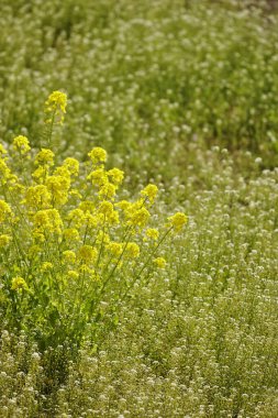 Bahçedeki sarı çiçekler