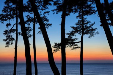 Sahilde gün batımı ve doğa arka planında ağaçlar.