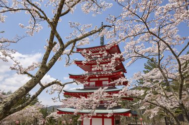 Fuji-san ve Chureito Pagoda Sakura, Yamanashi, Japonya 'da.