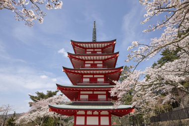 Fuji-san ve Chureito Pagoda Sakura, Yamanashi, Japonya 'da.