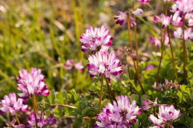 Bahçedeki güzel çiçekler