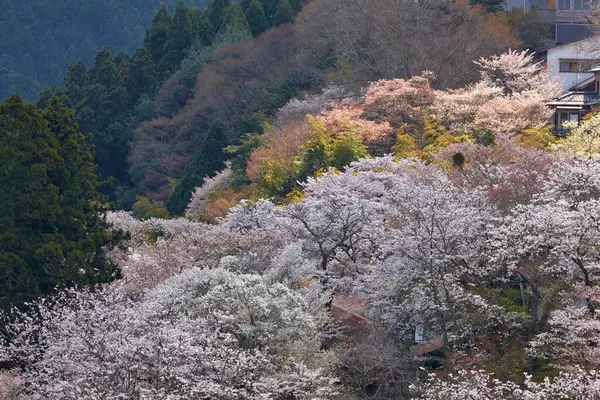 Japonya 'nın kiraz çiçekleri manzarası.