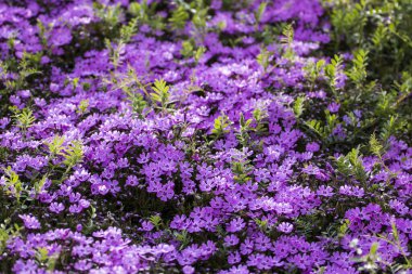 Bahçedeki güzel mor çiçekler