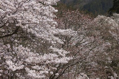 Japonya 'nın kiraz çiçekleri manzarası.