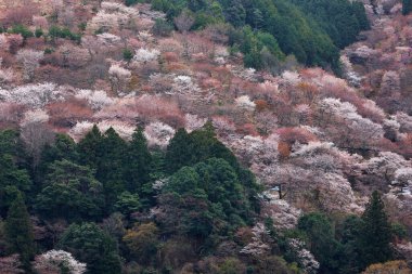 Japonya 'nın kiraz çiçekleri manzarası.