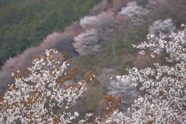 Japonya 'nın kiraz çiçekleri manzarası.