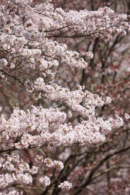 Japonya 'nın kiraz çiçekleri manzarası.